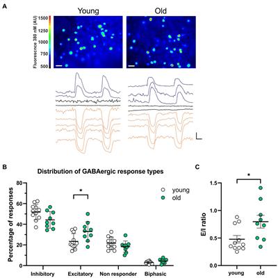 Frontiers Aging Affects Gabaergic Function And Calcium Homeostasis In